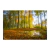 Bosque II