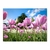Campo de tulipanes