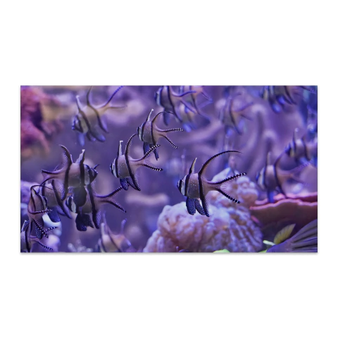 Cardumen de Pterapogon kauderni