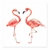 Flamencos