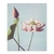 Flores de loto