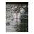 Fotografía de cisnes