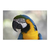 Guacamayo