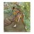Arlequin