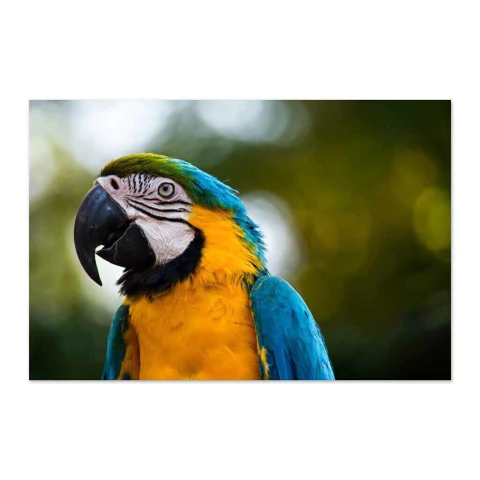 Guacamayo