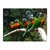 Loros