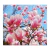 Magnolias
