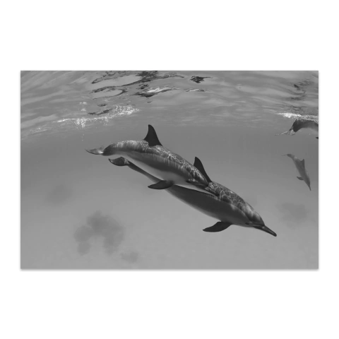 Manada de delfines en blanco y negro