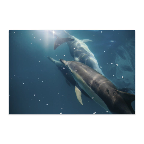 Manada de delfines II