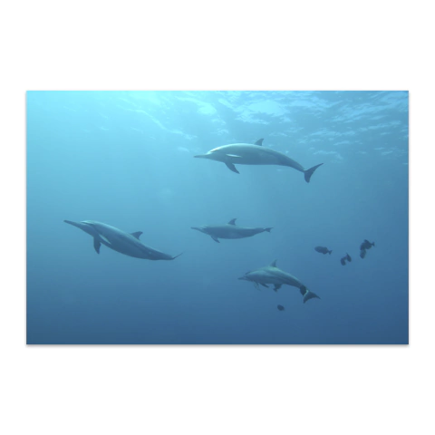 Manada de delfines III