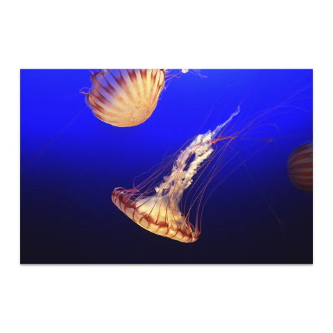 Medusas en movimiento