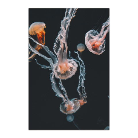 Medusas en movimiento II