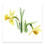Narcisos