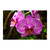 Orquídea rosa