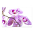 Orquídeas rosas
