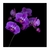 Orquideas violetas