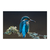 Pajaro kingfisher