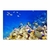 Peces y corales II