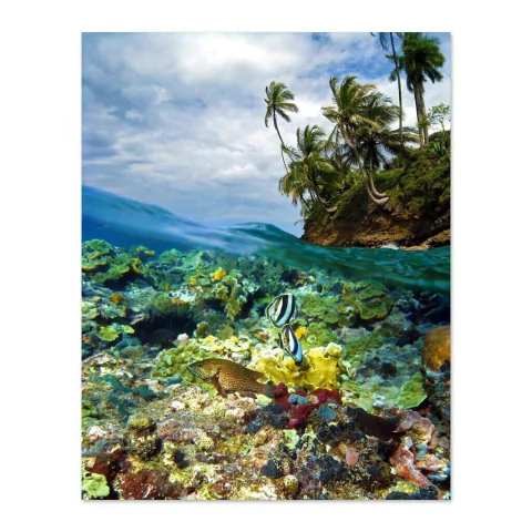 Peces y palmera tropical II