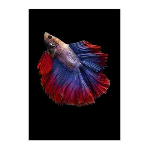 Pez betta azul y rojo