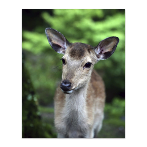 Plano cercano de ciervo