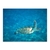 Tortuga de agua