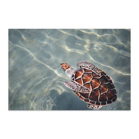 Tortuga marina nadando