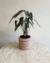 Alocasia Piccolini