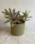 Bromelia Cacho