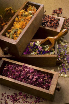 Banner de la categoría Flores Secas
