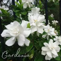 Fragancia Gardenias para Jabones