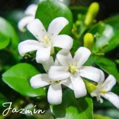 Fragancia Jazmin para Velas