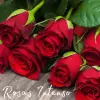 Fragancia Rosas Intenso para Velas