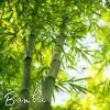 Fragancia Bambu para Jabones