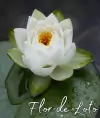 Fragancia Flor de Loto para Jabones