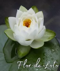 Fragancia Flor de Loto para Velas