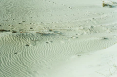 Kodak Vision 3 250D na internet