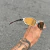 JULIET TIO2 LENTES GOLD CAFÉ KIT MARROM - comprar online