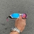 PENNY PLASMA LENTES PRISMA / KIT ROSA + SIDE BLINDER PRETO