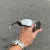 PENNY X-METAL LENTES ESPELHADO / KIT BRANCO + SIDE BLINDER PRETO
