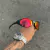 EYE JACKET PRETO LENTES DARK RUBY - comprar online