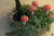 3 Cogumelos de Madeira - Colorido - loja online