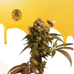 NICOLE KUSH ( PACK 2UN) - comprar online