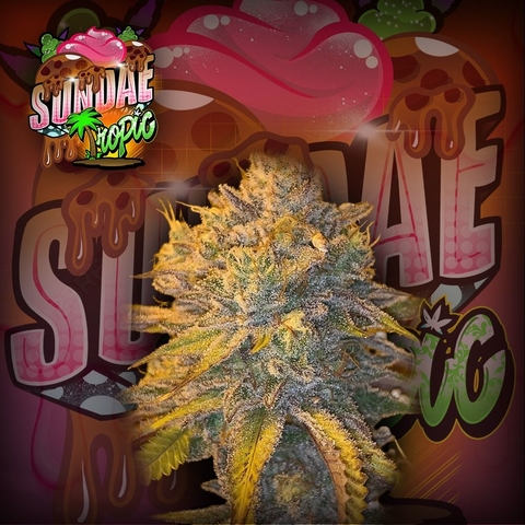 Sundae Tropic (PACK 3UN)