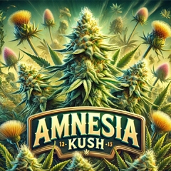 AMNESIA KUSH (2UN)