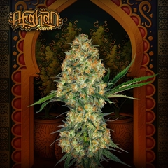 AFGHAN DREAM (PACK 3UN)