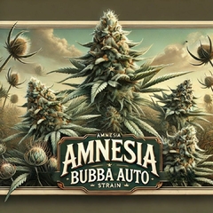 AMNÉSIA BUBBA AUTO (PACK 2UN)