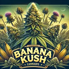 BANANA KUSH (2UN) - comprar online