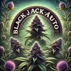 Black Jack Auto (PACK 2UN)