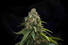 Blackwater (PACK 6UN ) - comprar online